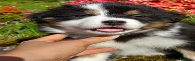 Australian Shepherd Cucciolo 6