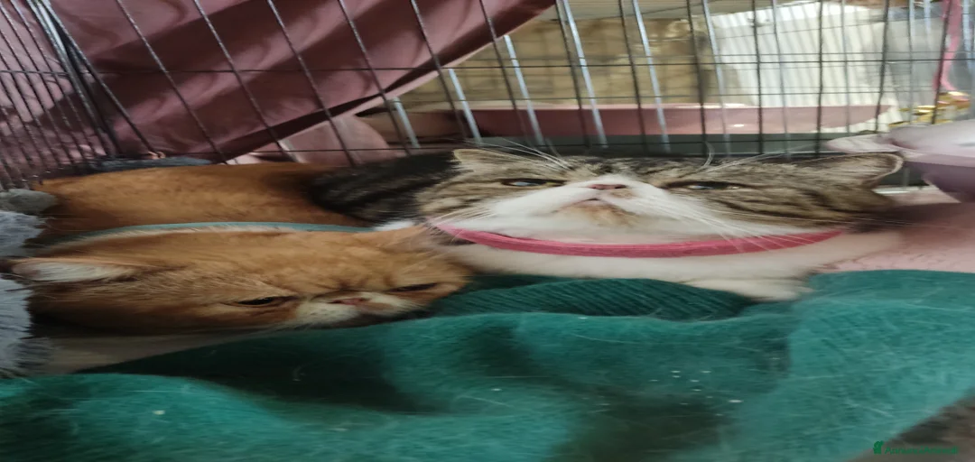 Immagine della galleria {{count}}