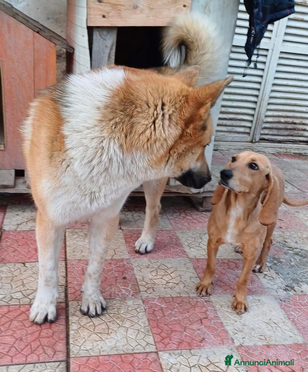 Meticcio cani in regalo: Yoshi adora la presenza degli umani a Città Metropolitana di Milano - Annuncio 7