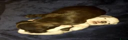 Staffordshire cani in vendita: STAFFORDSHIRE BULL TERRIER  - Annuncio 4
