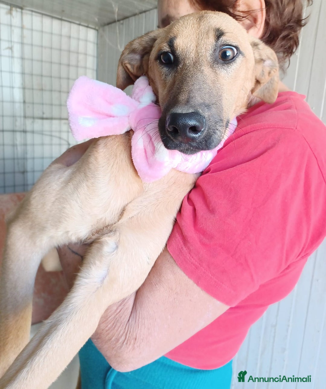 Meticcio cani in regalo: ADOTTA ALBICOCCA a Provincia di Ferrara - Annuncio 5