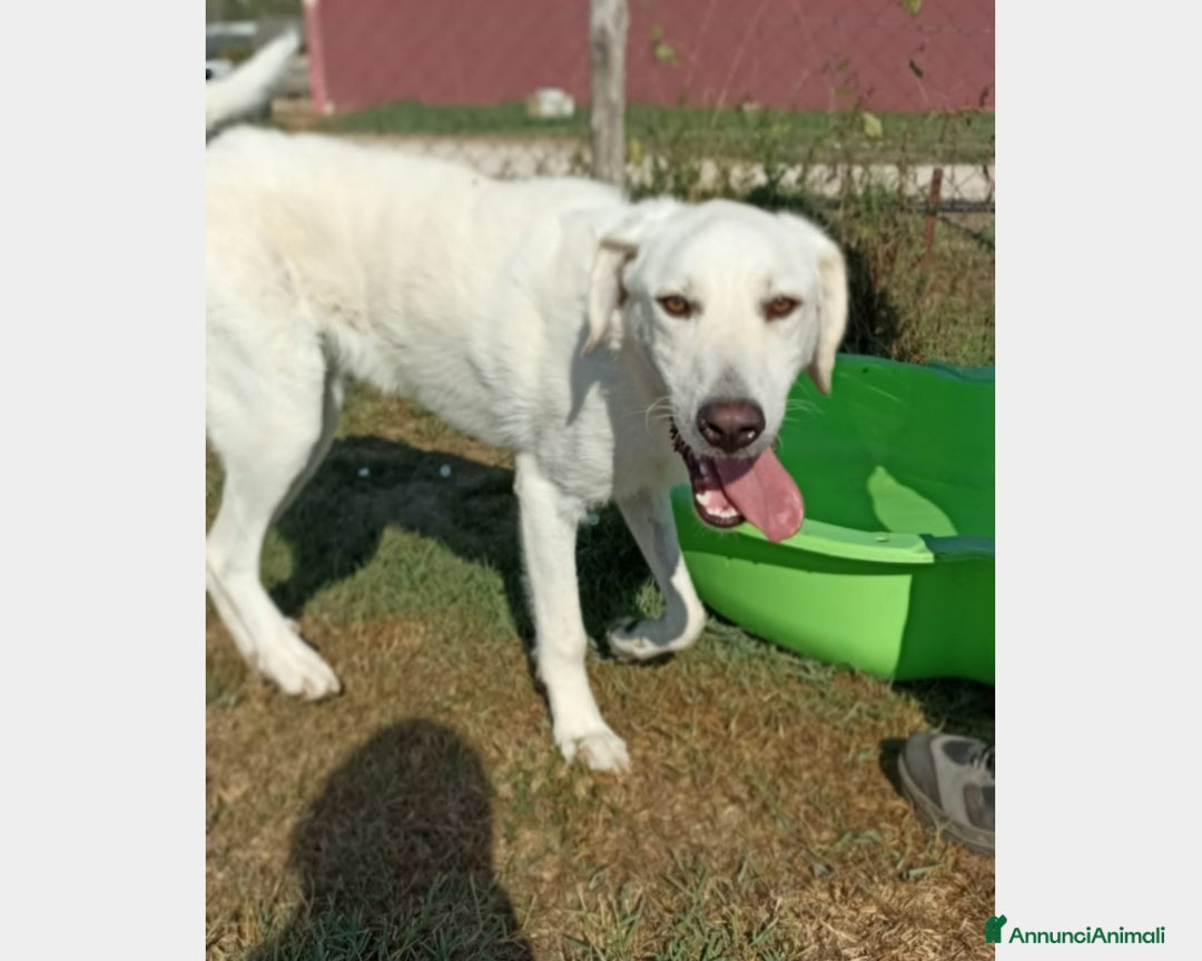 Meticcio cani in regalo: Yuri dolcissimo cane maschio derivato maremmano a Latina - Annuncio 7