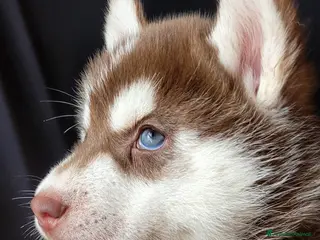 Husky cani SIBERIAN HUSKY CUCCIOLI CON PEDIGREE - Annuncio 23