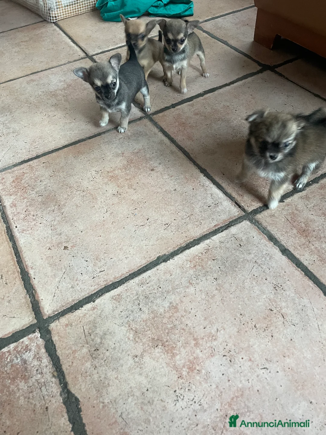 Chihuahua cani in vendita: Vendo Cuccioli Chihuahua purissimi - Annuncio 6