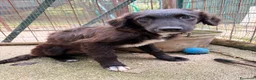 Setter Inglese cani in regalo: ADOTTA IL BELLISSIMO YUKI a Città Metropolitana di Bologna - Annuncio 4