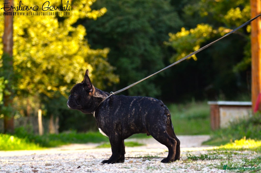 Bulldog Francese cani in vendita: Cucciolo maschio bouledogue francese  - Immagine 4