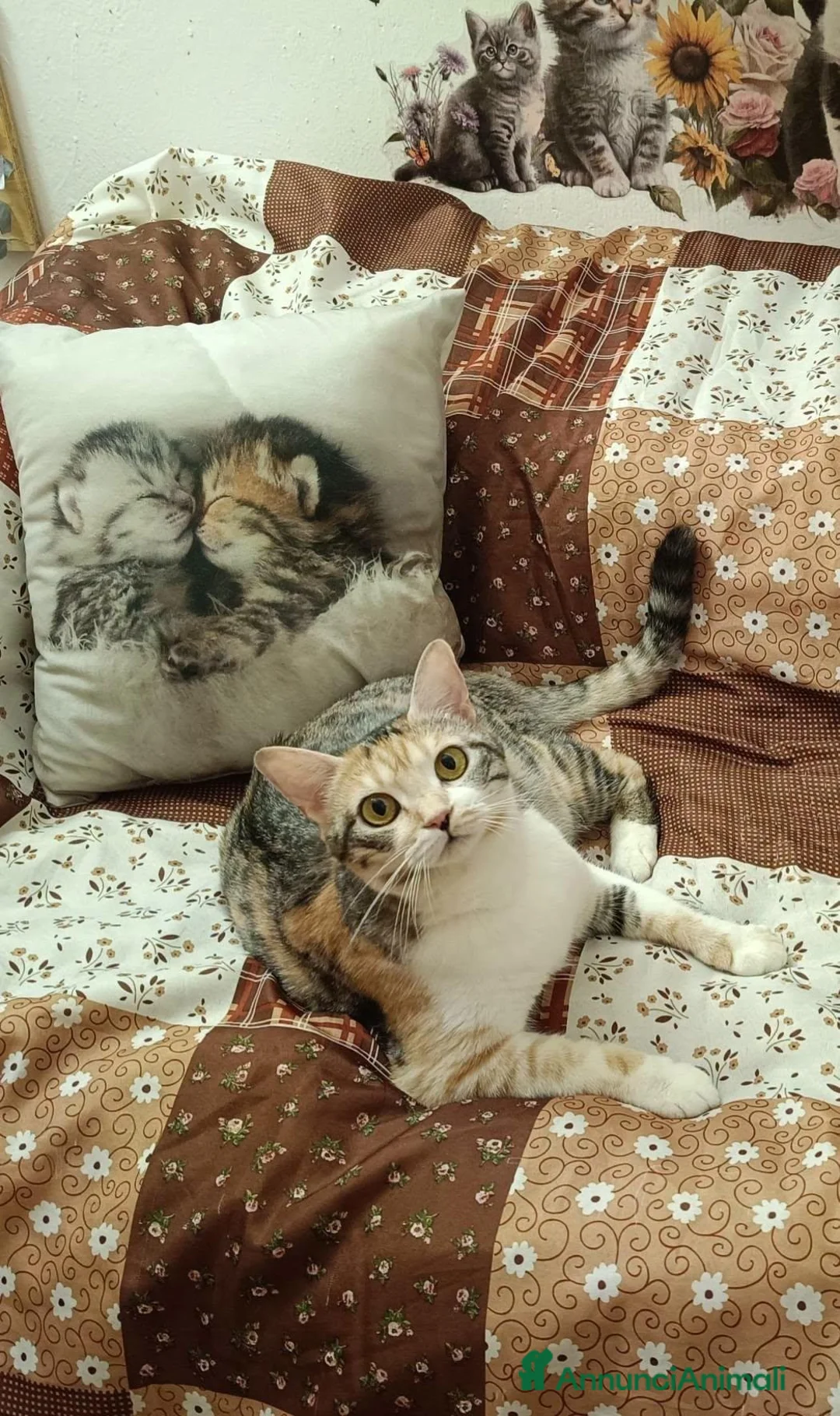 Meticcio gatti in regalo: IRIDELLA, gattina per adozione del cuore. - Annuncio 10