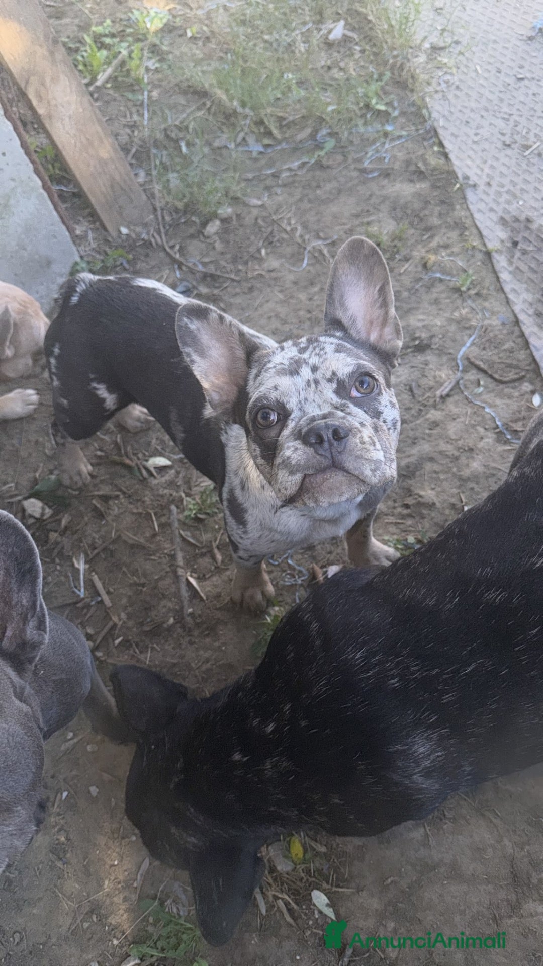 Bulldog Francese cani in vendita: Bulldog francese esistito  - Annuncio 1