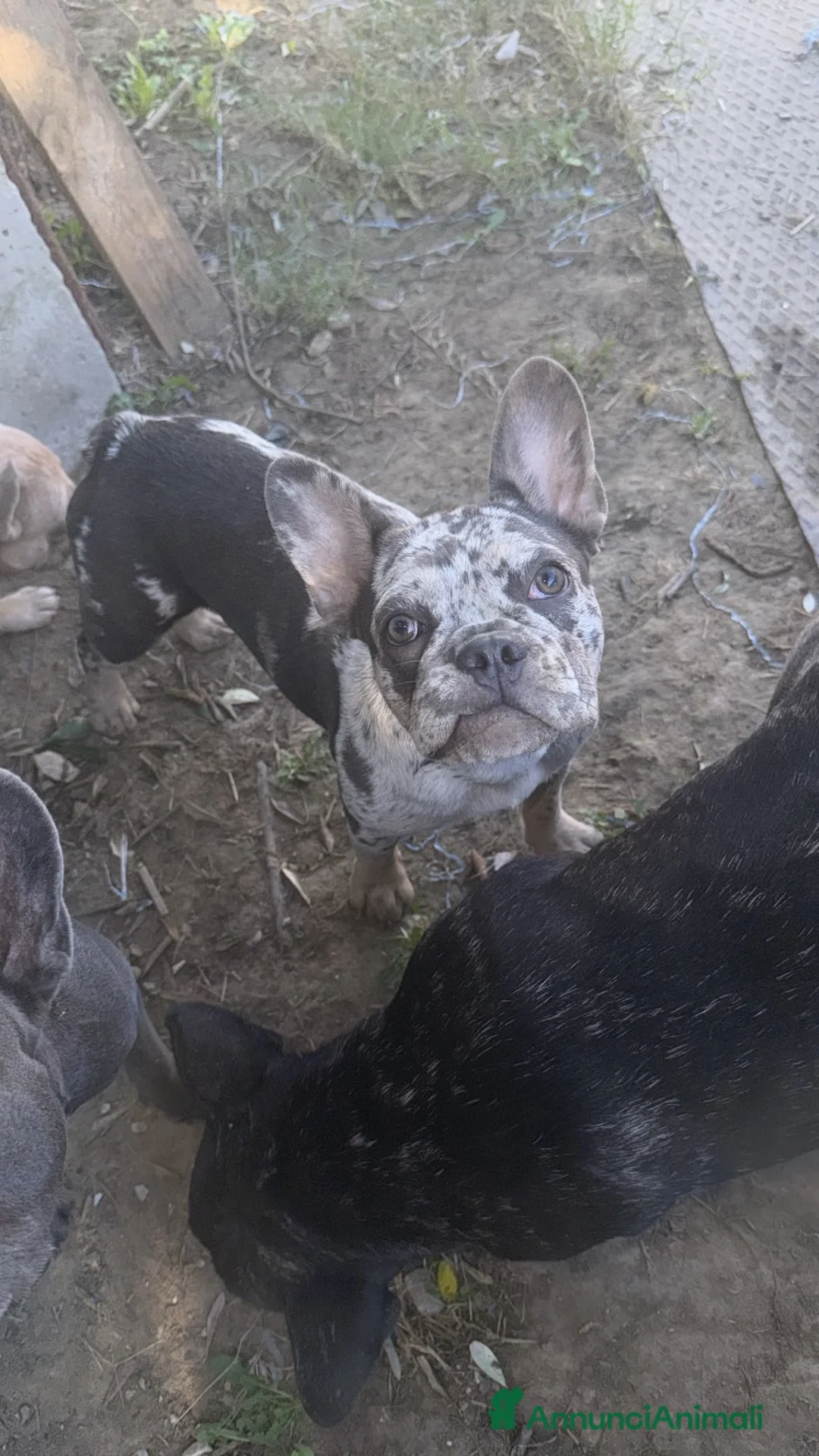 Bulldog Francese cani in vendita: Bulldog francese esistito  - Annuncio 1