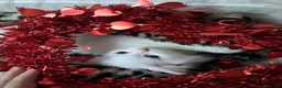 Angora turco gatti in vendita: Angora turco - Annuncio 8