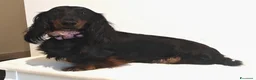 Bassotto Nano cani in vendita: Cuccioli bassotto pelo lungo  - Annuncio 2