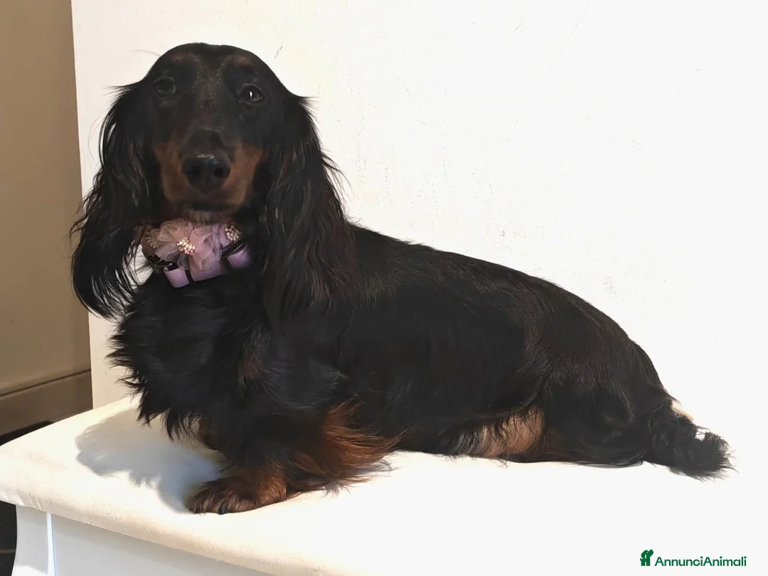 Bassotto Nano cani in vendita: Cuccioli bassotto pelo lungo  - Annuncio 2
