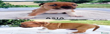 American Staffordshire 1