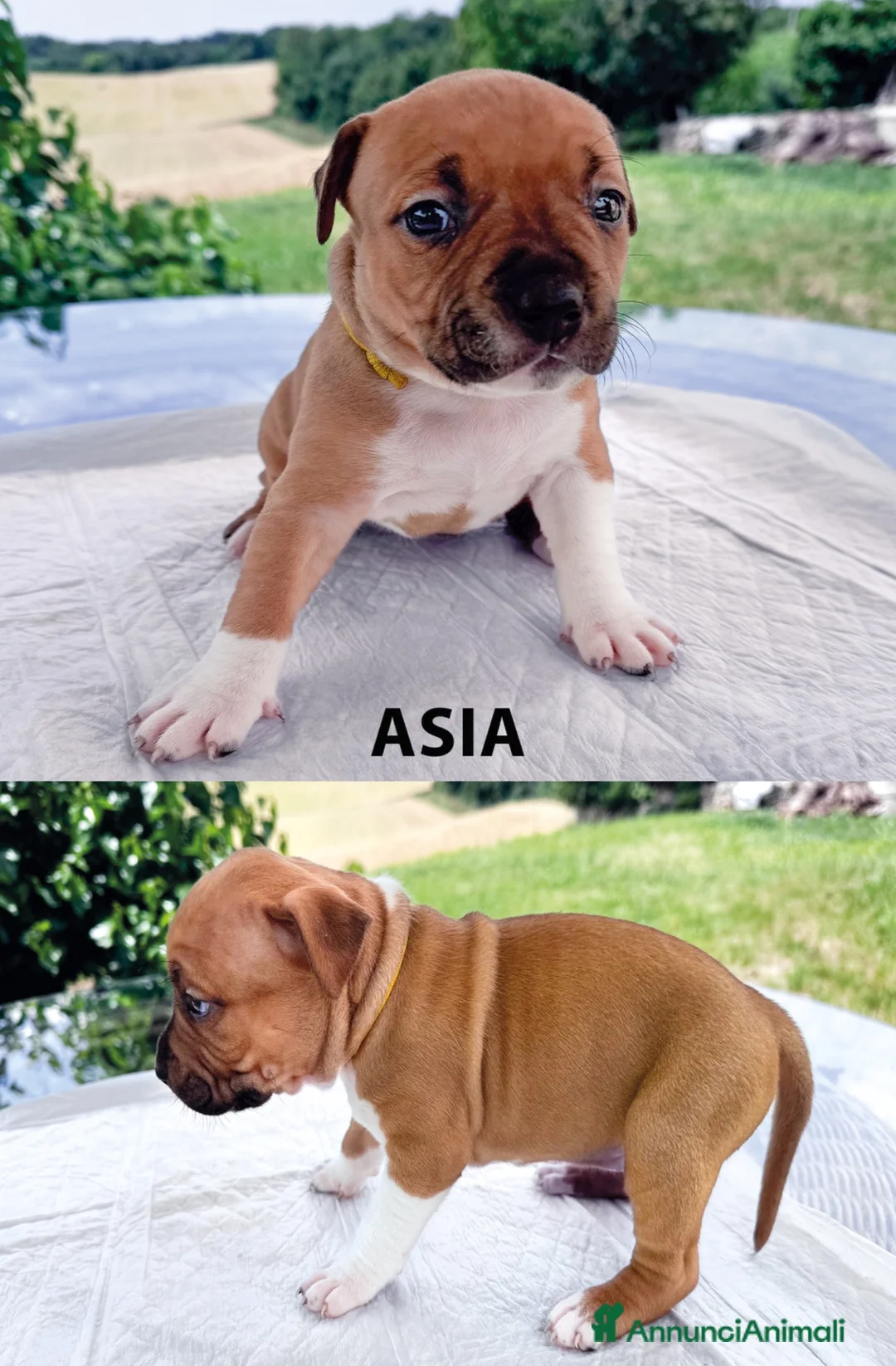 American Staffordshire cani in vendita: VENDO CUCCIOLI AMSTAFF - Annuncio 9