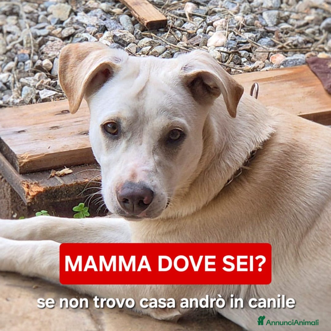 Meticcio cani in regalo: JULY 🩷 - cucciola.URGENTISSIMO!Cerchiamo adozione - Annuncio 2