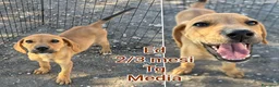 Meticcio cani in regalo: CUCCIOLI SOLI ED ESCLUSI  a Città Metropolitana di Genova - Annuncio 5
