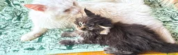 Maine Coon gatti in vendita: Cucciolo di maine coon dolcissimo  - Annuncio 11