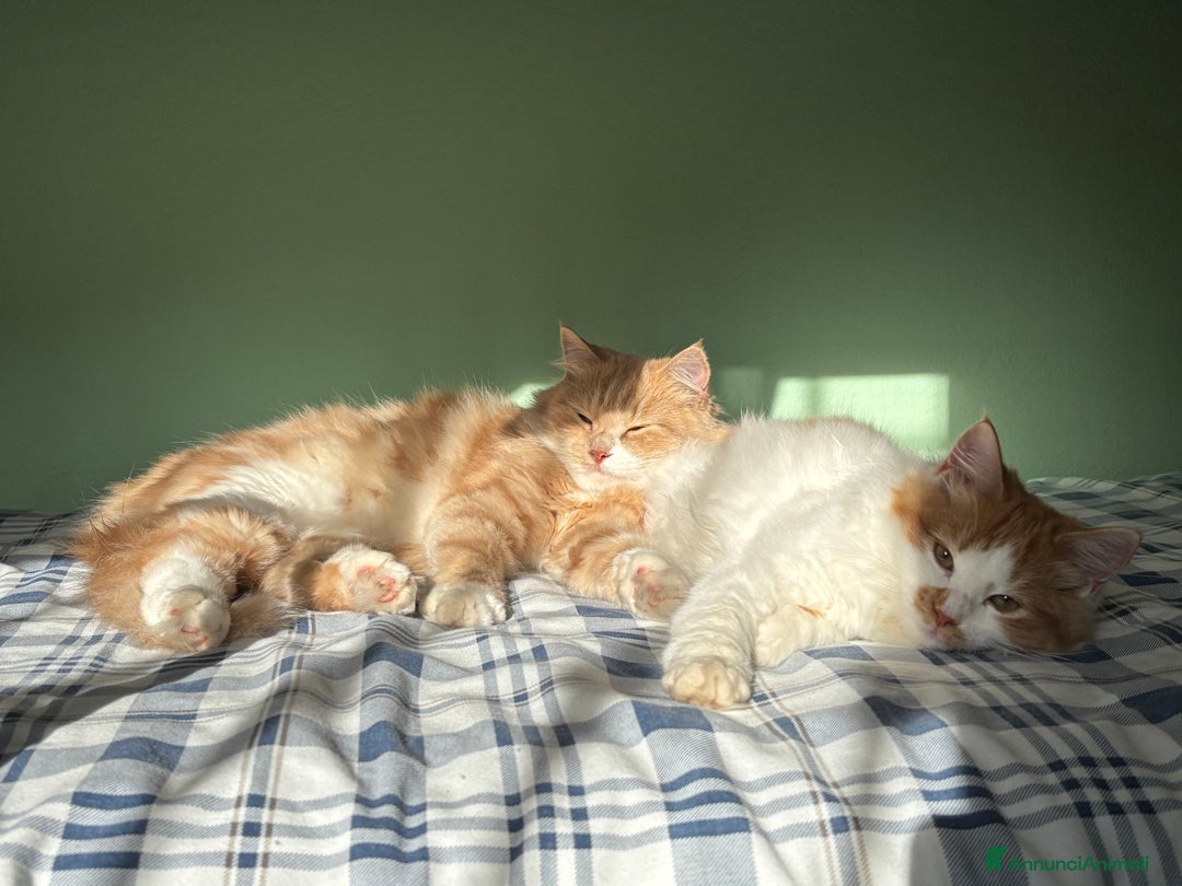 Siberiano gatti in vendita: Alma, bellissima gattina siberiana ipoallergenica - Annuncio 12