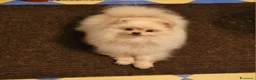 Spitz cani in vendita: Spitz tedesco NANO Pomerania Femmina 5 anni  - Annuncio 4