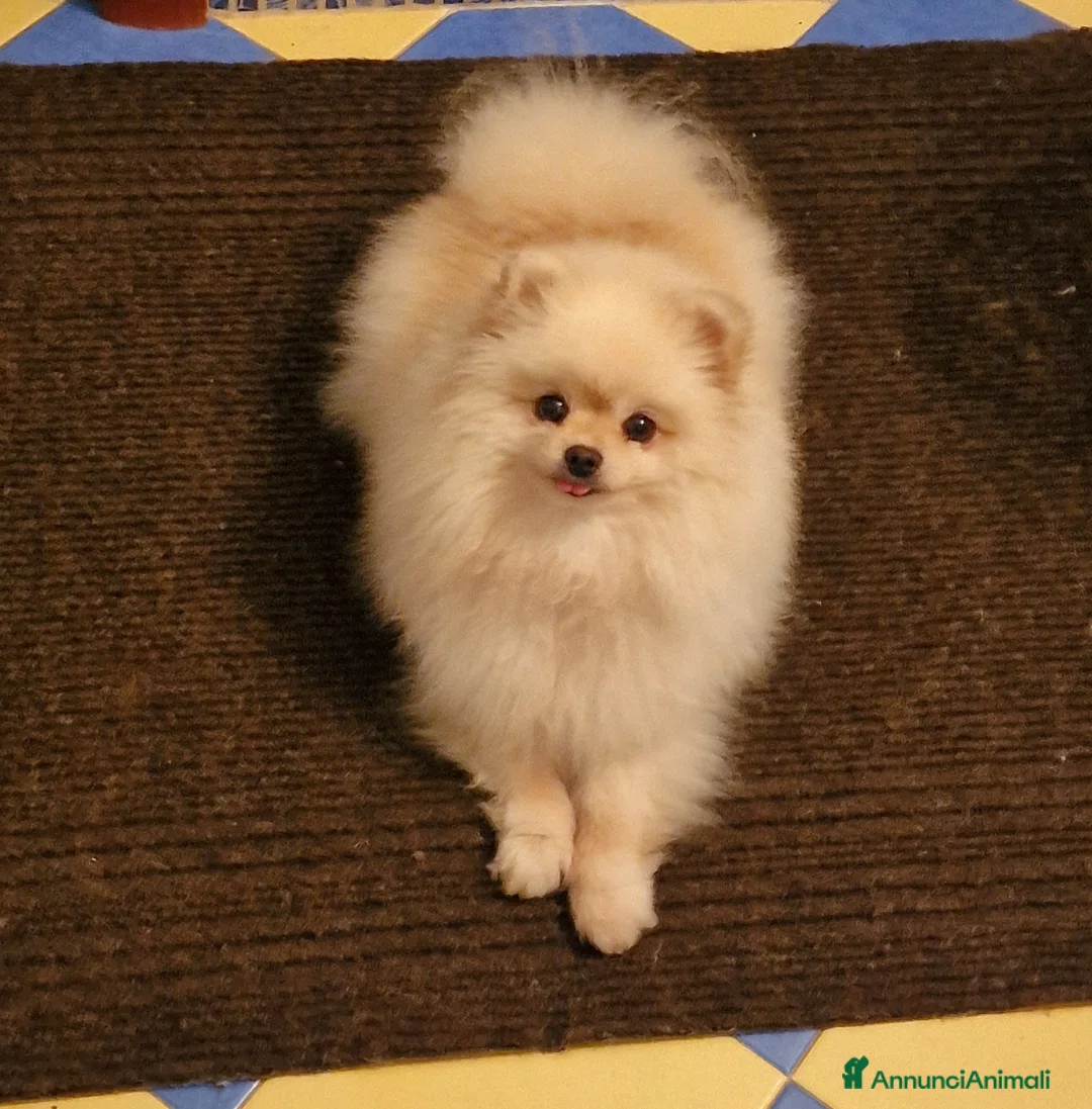 Spitz cani in vendita: Spitz tedesco NANO Pomerania Femmina 5 anni  - Annuncio 4