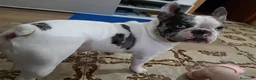 Bulldog Francese cani per accoppiamento: Bulldog francese per accoppiamento.   - Annuncio 3