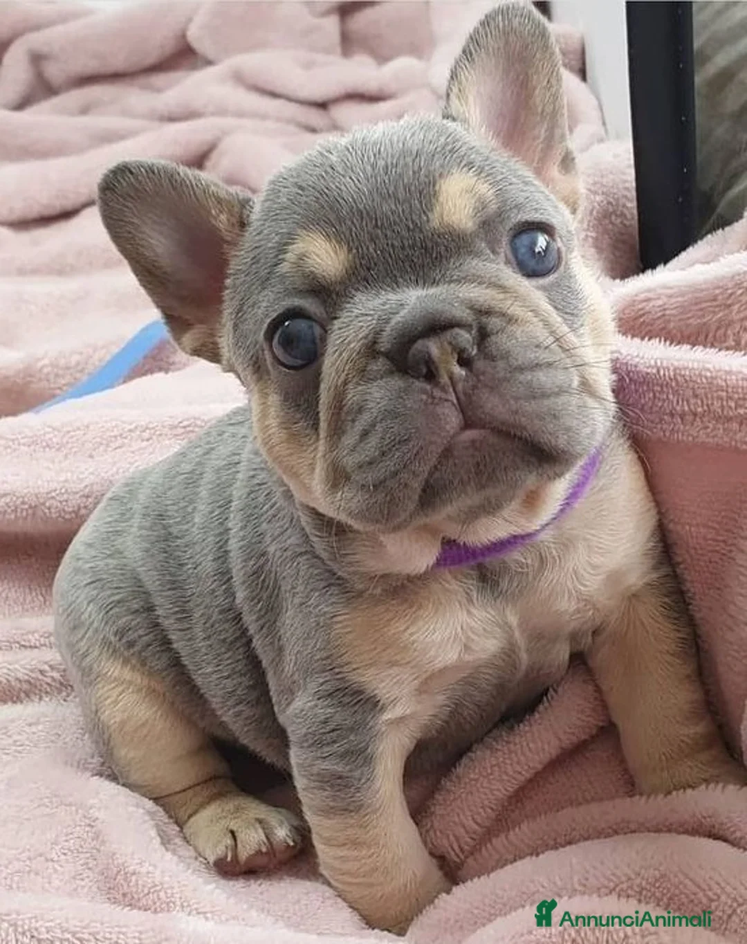 Bulldog Francese cani in vendita: Bouledogue & bulldog francese a Provincia di Como - Annuncio 2