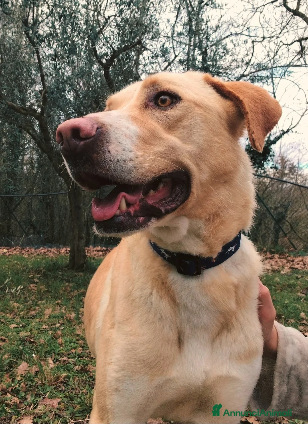 Meticcio cani in regalo: Lily 2 anni mix labrador  - Annuncio 2