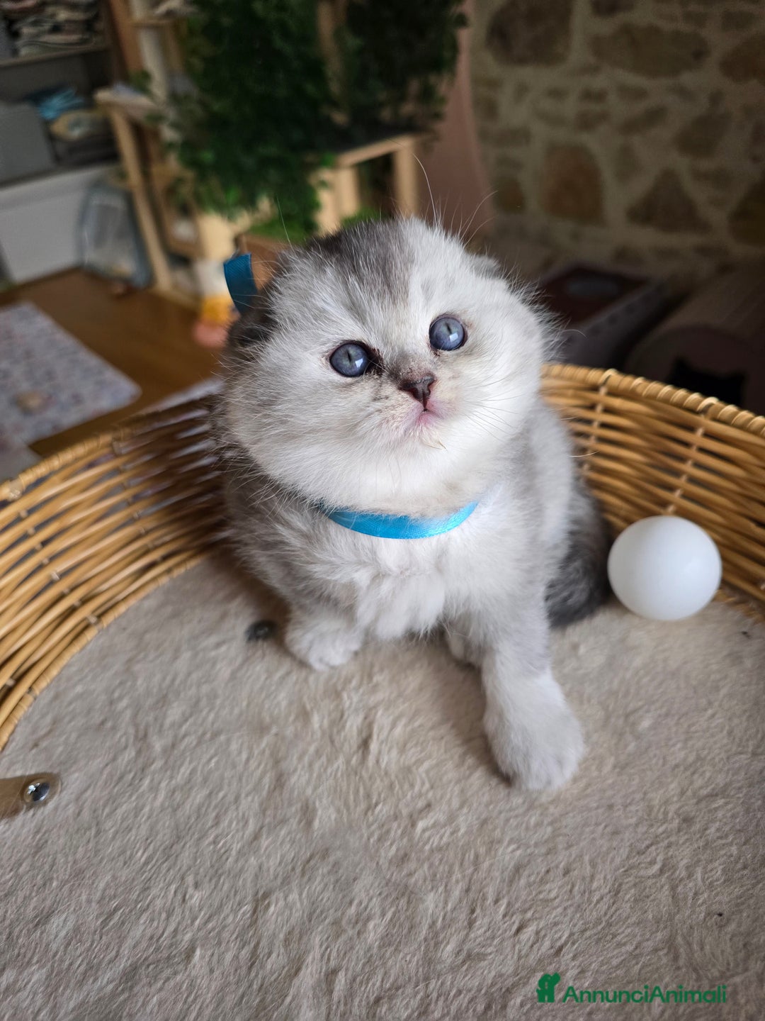 Scottish gatti in vendita: Gattini Scottish fold e straight silver shaded - Annuncio 15