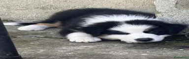 Australian Shepherd 1