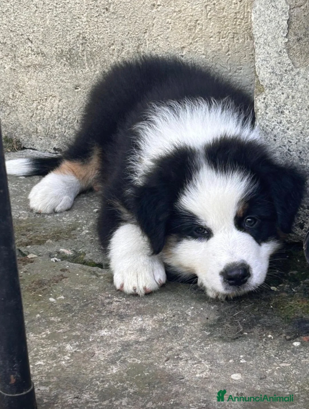 Australian Shepherd cani in vendita: Cucciola pastore australiano con Pedigree a Provincia di Padova - Annuncio 2