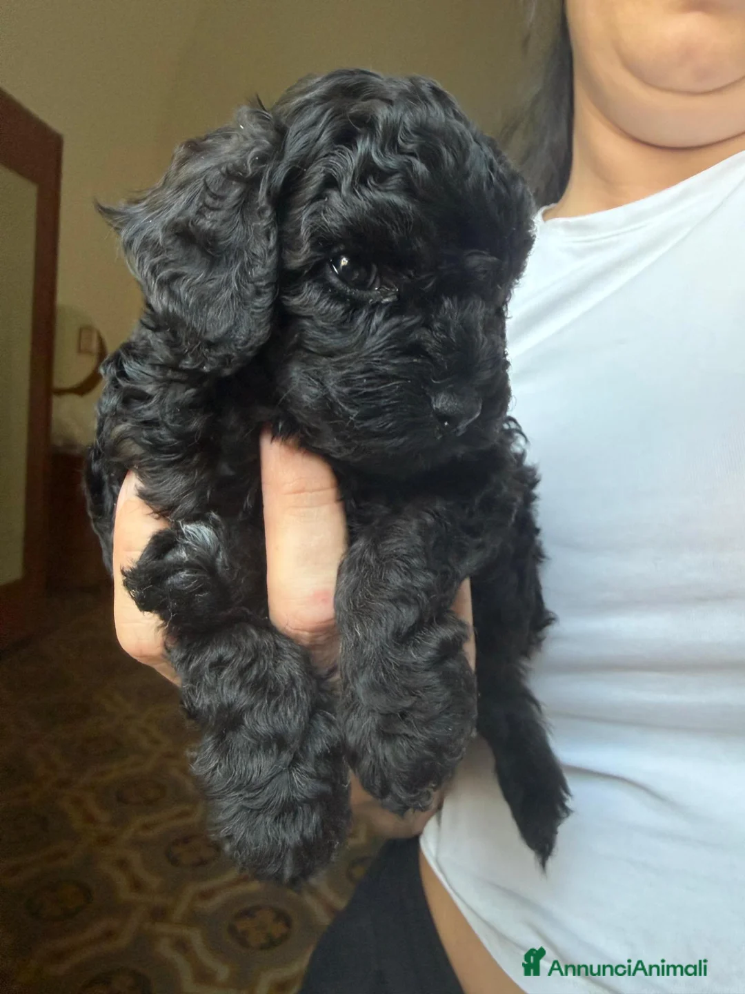 Barboncino Toy cani in vendita: Vendita - Annuncio 2