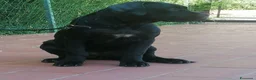 Cane Corso cani in regalo: Cucciole Cane Corso  - Annuncio 8