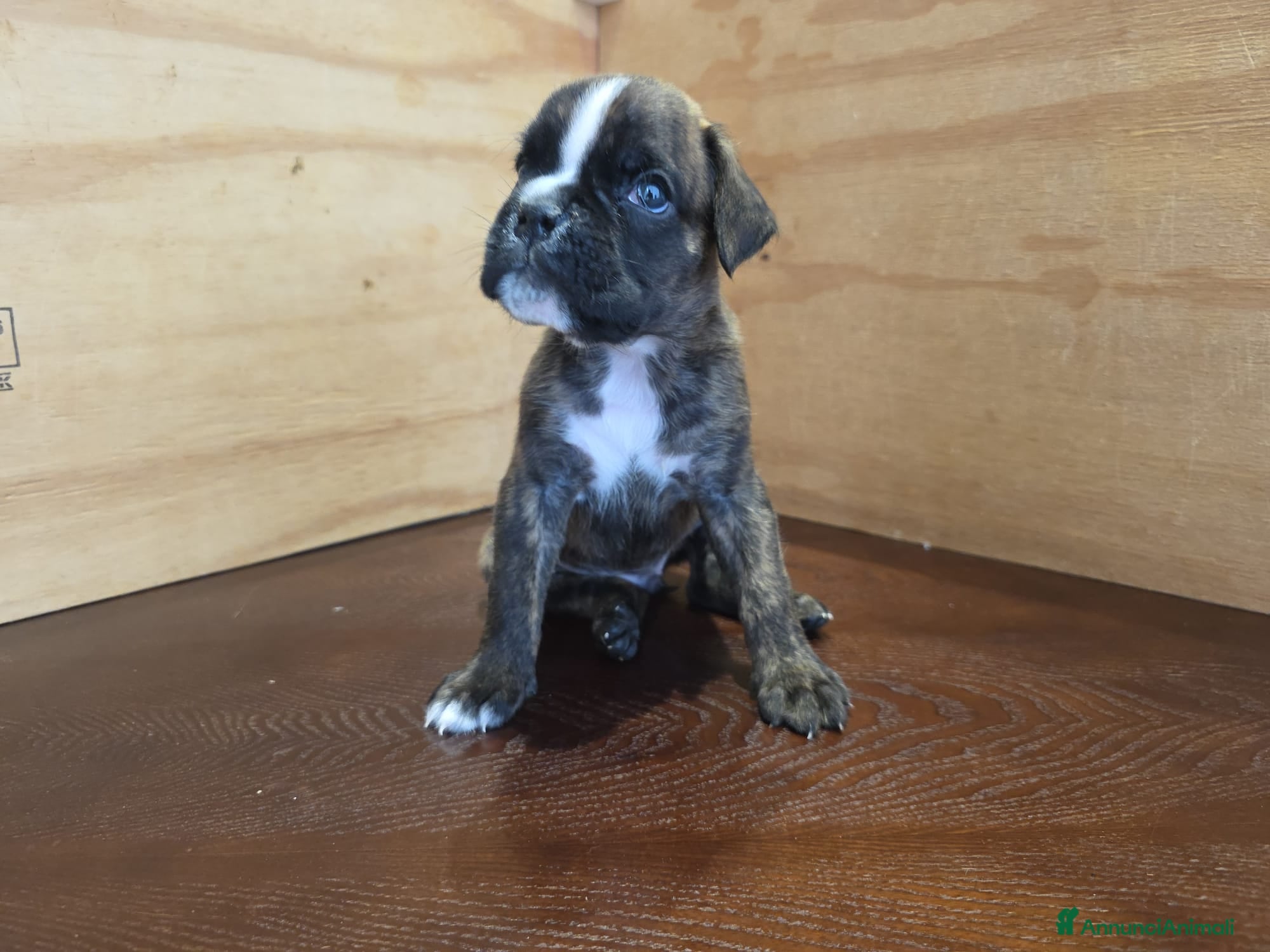 Boxer cani in vendita: Cuccioli di boxer a Provincia di Fermo - Annuncio 9