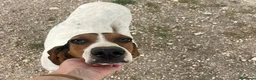 Meticcio cani in regalo: LA BELLISSIMA PENNY ASPETTA TE - Annuncio 8