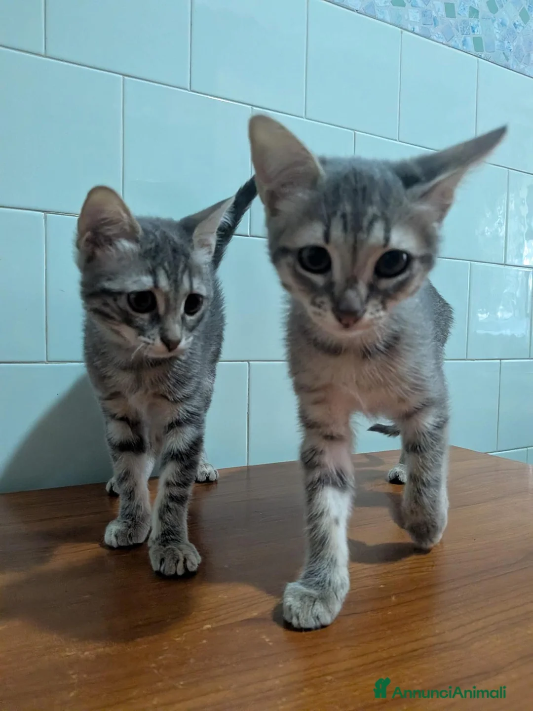 Europeo gatti in regalo:  ADOZIONE GATTINE IN REGALO - Annuncio 2