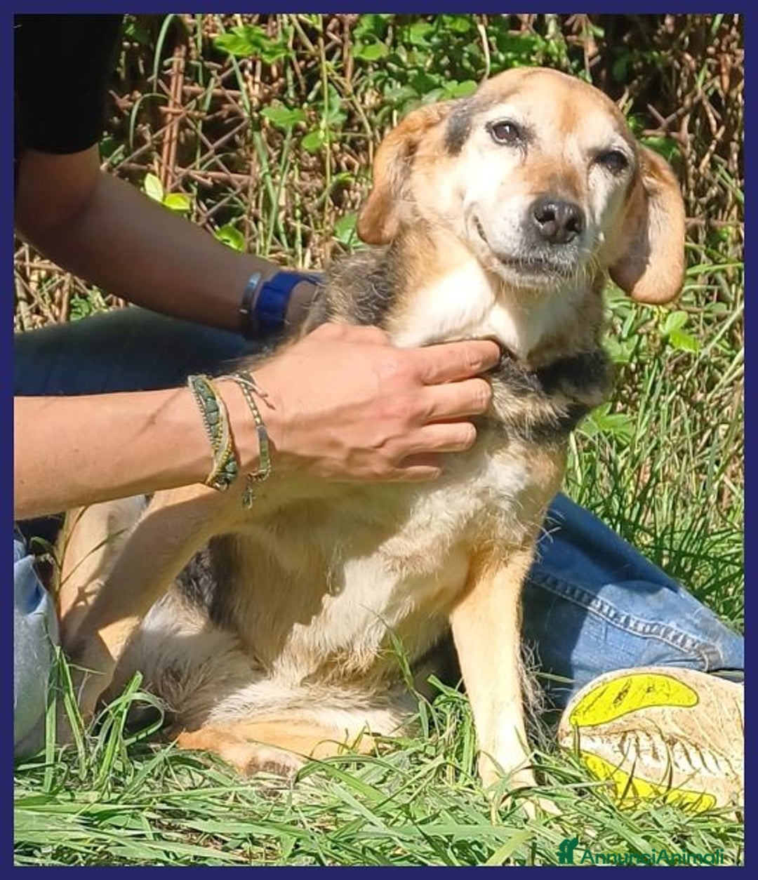 Meticcio cani in regalo: Nonna POLENTA sogna un divano e tante coccole - Annuncio 2