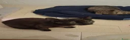 Meticcio gatti in regalo: GATTI E GANNI DOLCISSIMI a Provincia di Crotone - Annuncio 10
