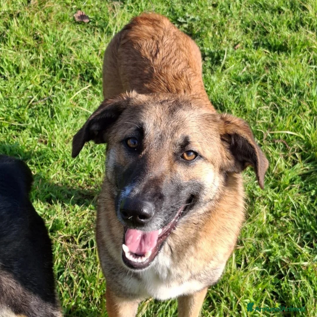 Meticcio cani in regalo: BEA 🩷-cucciola che cerca tante coccole! Cerca 🏠  - Annuncio 3