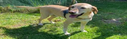 Meticcio cani in regalo: ORIONE: simil labrador infinitamente dolce  - Annuncio 1