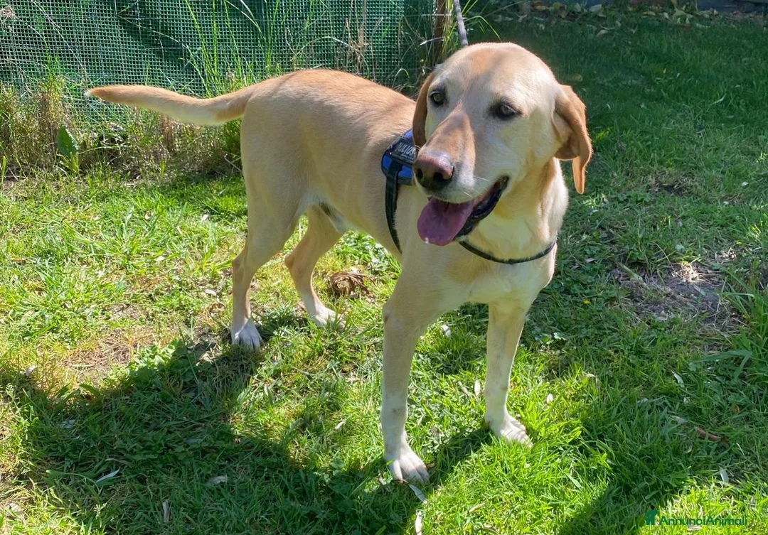 Meticcio cani in regalo: ORIONE: simil labrador infinitamente dolce  - Annuncio 1