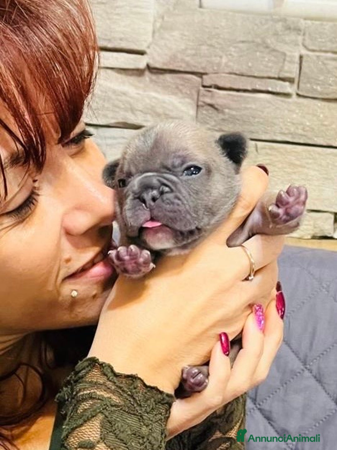 Bulldog Francese cani in vendita: Cuccioli di bulldog francese  - Annuncio 15