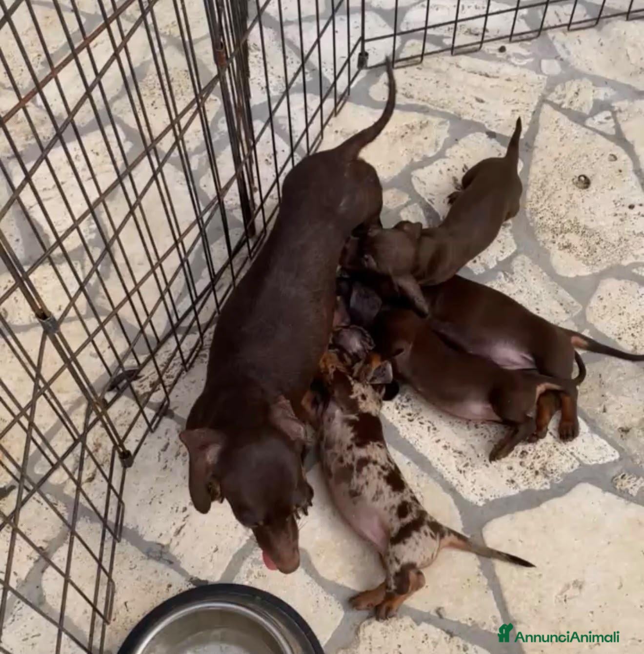 Bassotto cani Cuccioli di BASSOTTO Kaninchen con pedigree ENCI - Annuncio 22