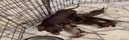 Bassotto cani in vendita: Cuccioli di BASSOTTO Kaninchen con pedigree ENCI - Annuncio 1