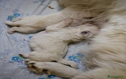 Pastore Maremmano cani in vendita: Cucciolata Pastore Maremmano Abruzzese - Pedigree - Immagine 3