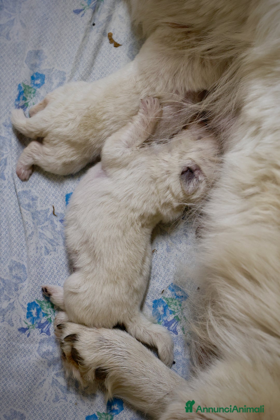Pastore Maremmano cani in vendita: Cucciolata Pastore Maremmano Abruzzese - Pedigree - Immagine 3