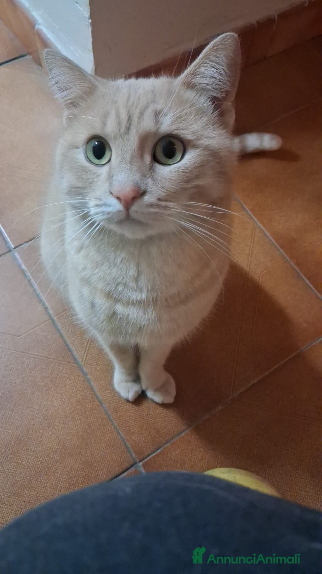 Meticcio gatti in regalo: GATTO SPECIALE  - Annuncio 4