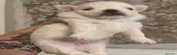 Chihuahua cani in vendita: Cuccioli di Chihuahua mini disponibili a Città metropolitana di Roma Capitale - Annuncio 6