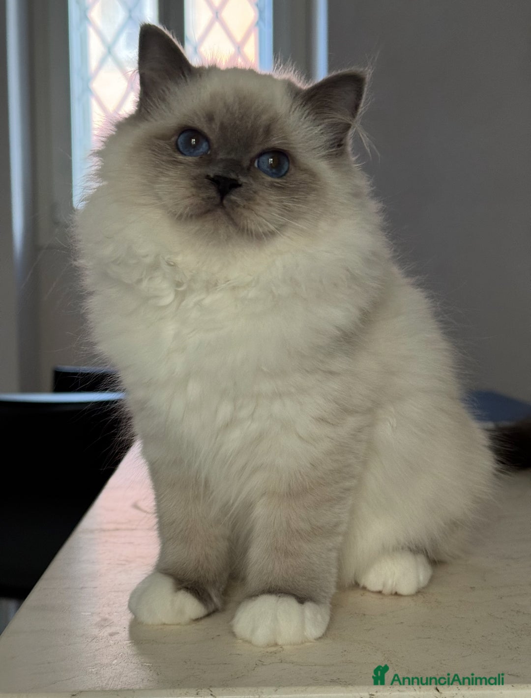 Sacro di Birmania gatti in vendita: Femmina Sacro di Birmania disponibile subito - Annuncio 1