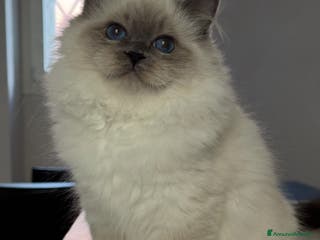 Sacro di Birmania gatti Femmina Sacro di Birmania disponibile subito - Annuncio 2