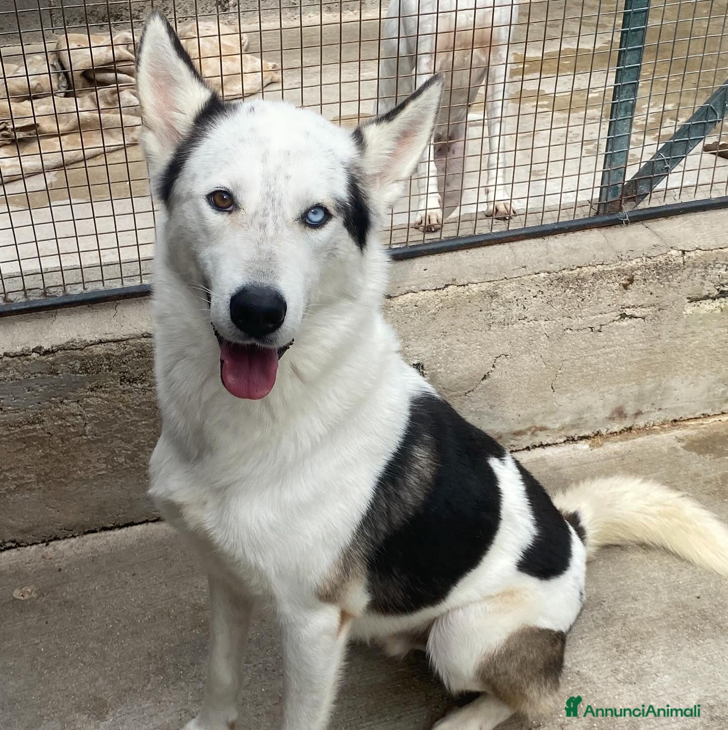 Husky cani BLADE bellissimo incrocio HUSKY cerca adozione a Provincia di Latina - Annuncio 37